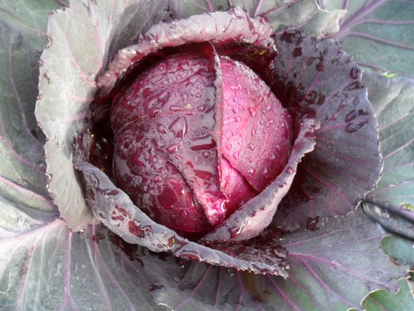 Red cabbage